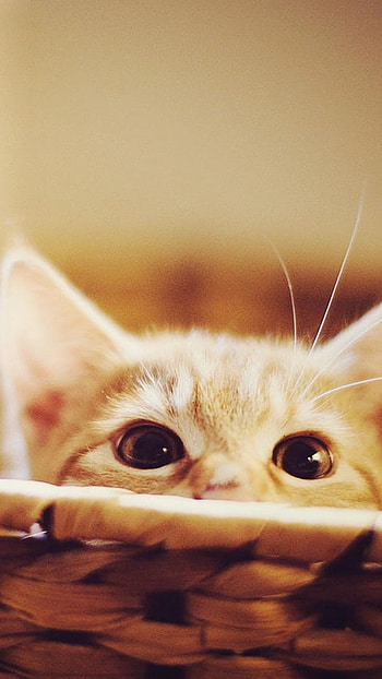 Cute Baby Cat, Cute Eyes HD phone wallpaper