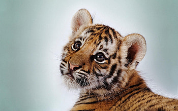 Animals, Tigers HD wallpaper