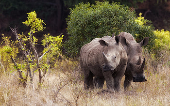Rhino wonderland, Awe-inspiring landscapes, Stunning visuals, Nature's masterpiece HD wallpaper