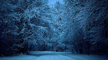 Snow, Winter, Night, , Bench, Dusk, , Forest, Tree HD wallpaper