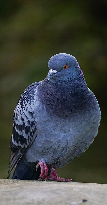 Stock dove, pigeon, terrestrial animal, innocent, bird, animal, hq, , , wild, colorful HD phone wallpaper