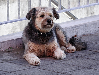 Animals, Lies, Dog, Street, Collar HD wallpaper