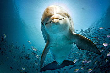 Dolphin , dolphin, ocean, fish, animals HD wallpaper