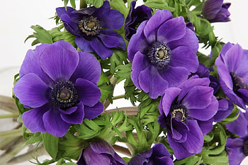 Purple Anemone, artwork, flowers, petals, blossoms HD wallpaper