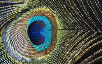 Objects, Peacocks, Feather HD wallpaper