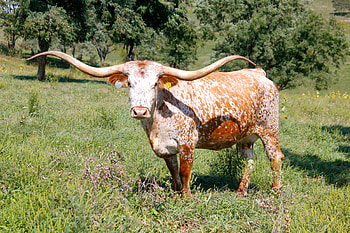 Longhorn cattle , Animal hq, , 2019 HD wallpaper