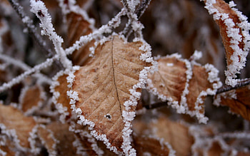 ice, cold, leaf HD wallpaper