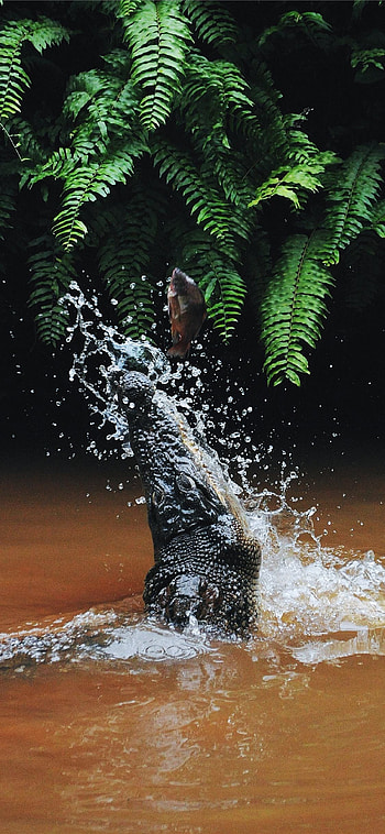 Crocodile , Top backgrounds, Mobile reptilian beauty, Wildlife close-up HD phone wallpaper