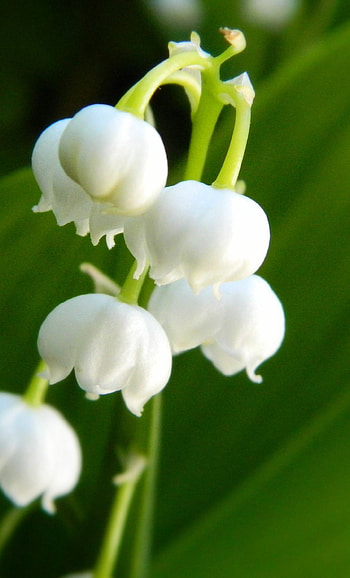 Lily of the Valley, White flower, Samsung , Spring HD phone wallpaper