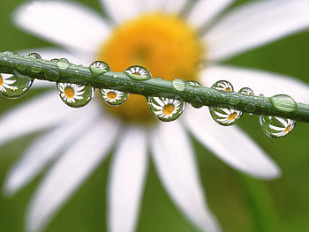 Plants, Flowers, Background, Drops HD wallpaper