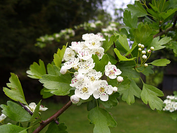 Glastonbury thorn, Hawthorn Tree HD wallpaper