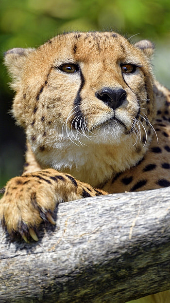 Animal cheetah, Majestic and captivating, Powerful and agile, African wilderness HD phone wallpaper