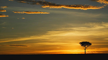 serene tree, fun, field, cool, nature, sunset HD wallpaper