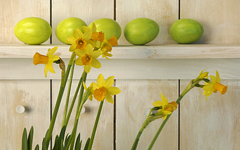 Plants, Flowers, Narcissussi HD wallpaper