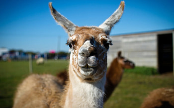 Llama vs alpaca, comparison, , Animal showdown HD wallpaper