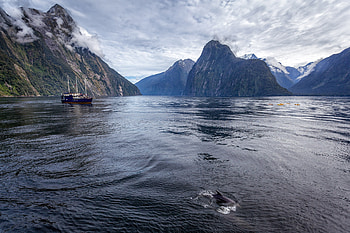 Magic of Milford Sound, Tranquil waters, Untouched nature, Scenic beauty HD wallpaper