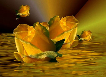 Yellow roses, roses, yellow, beautiful, amazing, gold HD wallpaper