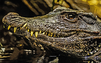 crocodile, , vector art, crocodile drawing, creative art, crocodile art, vector drawing, abstract animals, aligator HD wallpaper