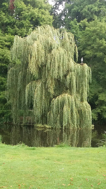 Willow Tree, Amsterdam, Tranquil scenes, Scenic beauty HD phone wallpaper