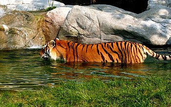 Animals, Water, Stones, Predator, Big Cat, Tiger, To Swim, Swim HD wallpaper