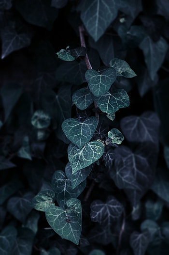 Nature, Leaves, Bush, Plant, Branch, Curly HD phone wallpaper