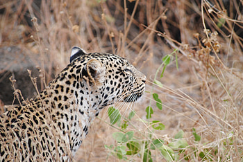 Animals, Leopard, Muzzle, Predator HD wallpaper