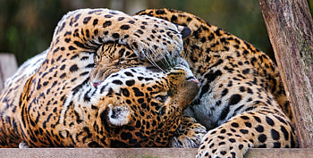 Animals, Leopards, Predators, Couple, Pair, Playful HD wallpaper