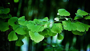 Ginkgo Biloba, Iconic leaves, KDE store, Digital art HD wallpaper