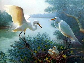 :), pasari, family, robert r copple, burd HD wallpaper