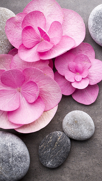 Pink Flower, Background HD phone wallpaper