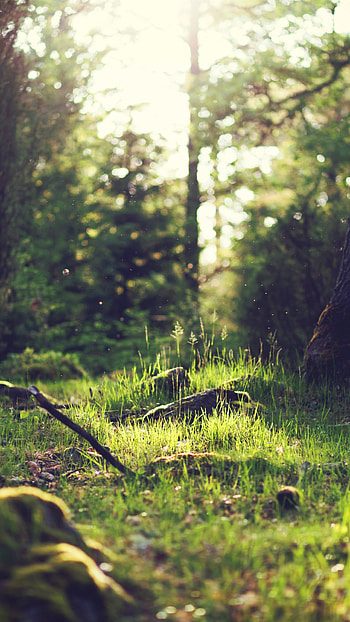 Yosemite, Lens Flare HD phone wallpaper
