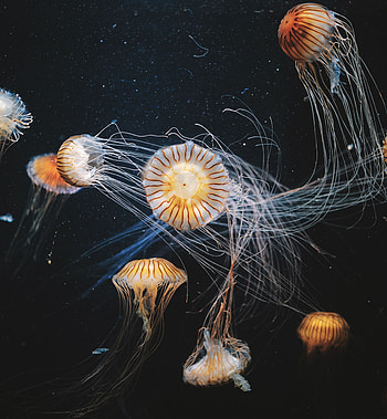 Animals, Jellyfish, Swimming, Striped, Underwater World, Tentacles HD phone wallpaper