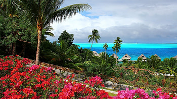 Flowers at the ocean, sea, palms, blossoms, coast, clouds, trees, sky HD wallpaper