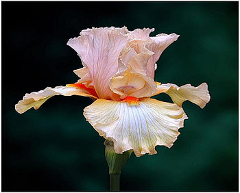 Standing Tall, iris, pink, petals, flower, perfection, beautiful, stamen, orange HD wallpaper