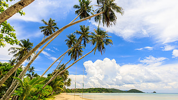 Slanting Palm Trees Forest Ocean Beach Sand Under White Clouds Blue Sky Nature HD wallpaper
