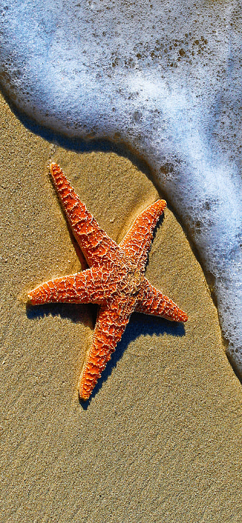 Starfish beach , Oceanic backgrounds, Tropical marine aesthetics, Beach vacation vibes HD phone wallpaper