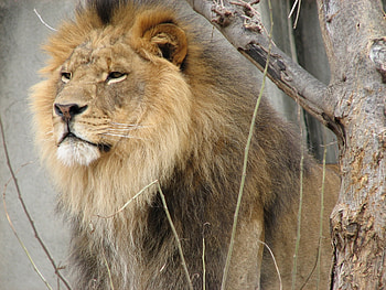 Animals, Wood, Tree, Muzzle, Lion, Mane HD wallpaper