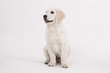 Puppy, cute, dog, golden retriever HD wallpaper