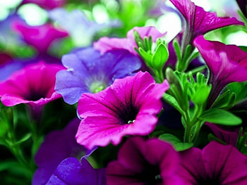Amapolas, blue, garden, beauty, flower HD wallpaper