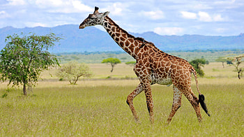 Giraffe, Wild Animals HD wallpaper