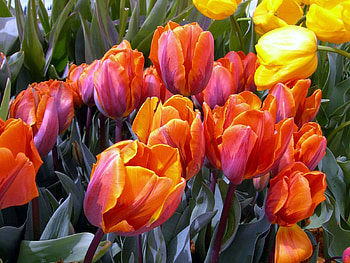 Flowers, Tulips, Disbanded, Loose, Buds HD wallpaper