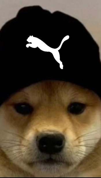 Au au, animais, puma HD phone wallpaper