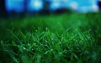 Grass, Summer, Macro, Lawn HD wallpaper