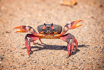Evolution mystery, Crab species, Scientific puzzle, Mysterious transformation HD wallpaper