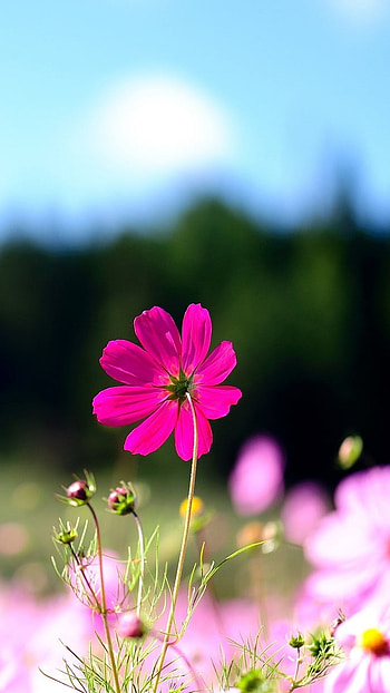 Flower, Pink Flower HD phone wallpaper