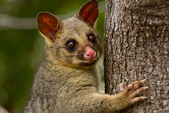 Possum, animal, australian, marsupial HD wallpaper