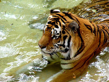 I'm Just Cooling Off, fur, cat, tiger, water HD wallpaper