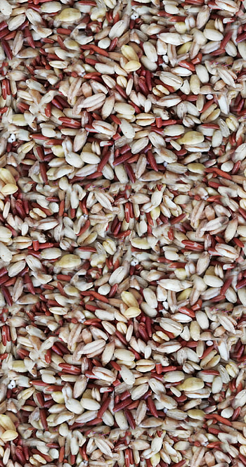 Rice seeds, Cereal texture, Grainy background, Organic food HD phone wallpaper