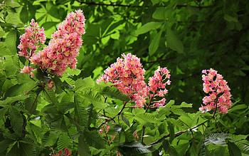 Chestnut Blossoms, chestnut, red, blossoms, tree, spring HD wallpaper