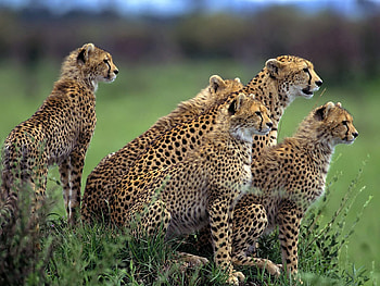 Animals, Grass, Cheetah, Stroll, Lot, Hunting, Hunt, Herd HD wallpaper